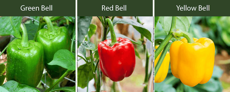 green bell peppes red bell peppers yellow bell peppers